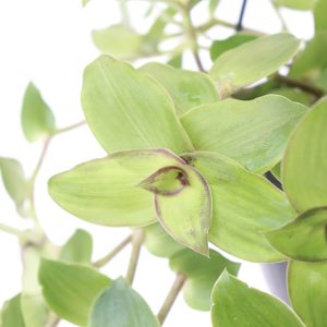 Callisia soconuscensis 'Dragon Tail'