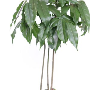 Castanospermum castano🌰