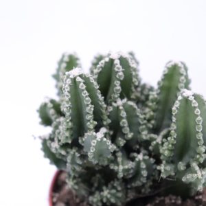 Cacto-do-Peru