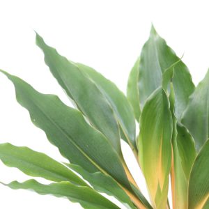 Chlorophytum