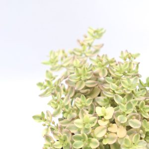 Crassula marginalis variegata