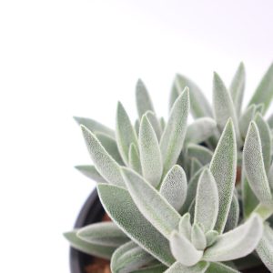 Crassula mesembryanthemoides 'Tenelli'