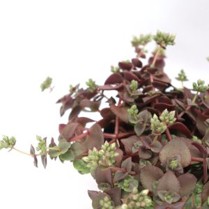 Crassula pellucida rubra