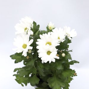 Planta com flor