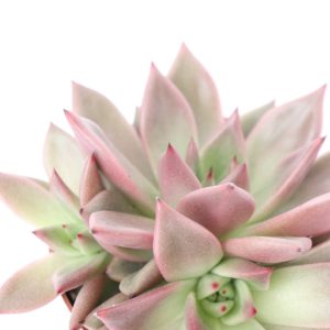 Echeveria agavoides ‘Celestia'