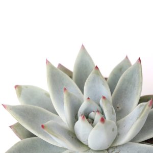 Echeveria agavoides 'Aquamarine'