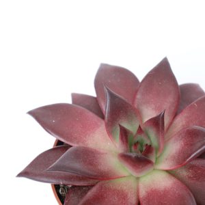 Echeveria agavoides ‘Atlas Rosso’