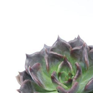 Echeveria elegans 'Black Prince'