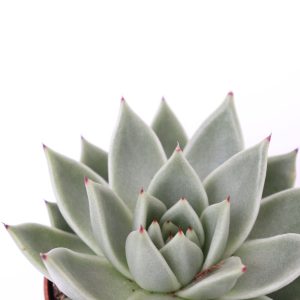 Echeveria agavoides ‘Miranda’