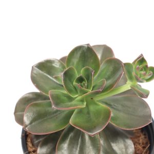 Echeveria elegans 'Chocolate'