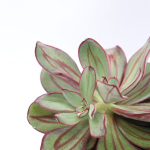 Echeveria nodulosa