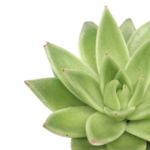 Echeveria agavoides 'Ebony'