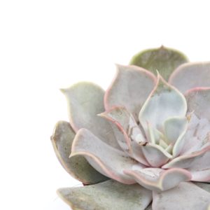 Echeveria lilacina