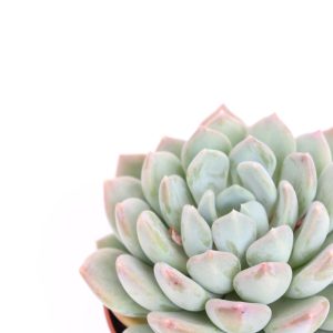 Echeveria scheideckeri