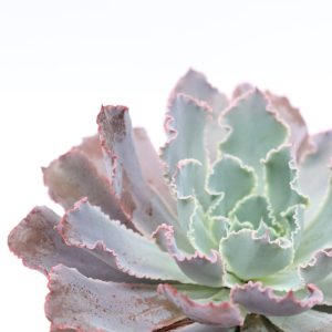 Echeveria shaviana ‘Truffles’