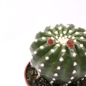 Echinopsis subdenudata