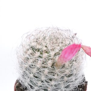 Escobaria orcuttii