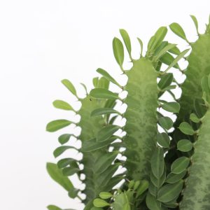 Cacto-candelabro-jade