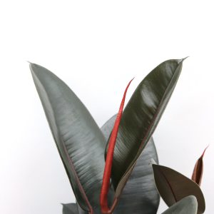 Ficus elastica 'Abidjan'