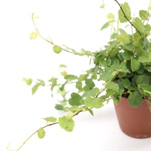 Ficus pumila