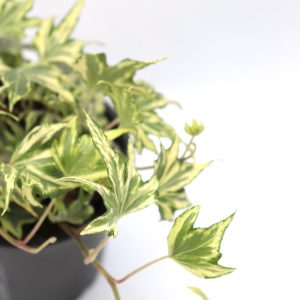 Hedera helix ‘Yellow ripple’