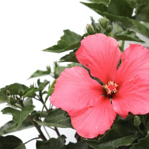 Hibisco
