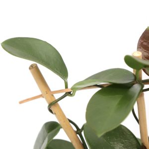 Hoya australis