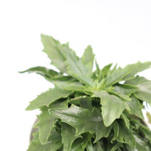 Kalanchoe laciniata