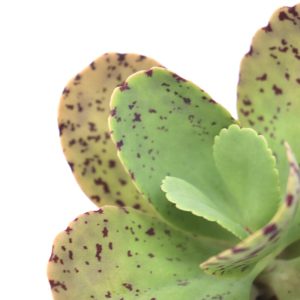 Kalanchoe marmorata