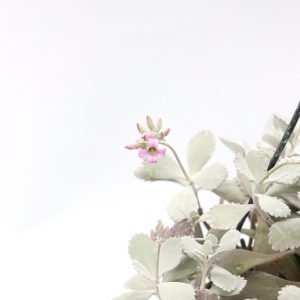 Kalanchoe pumila
