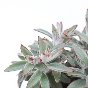 Kalanchoe tomentosa