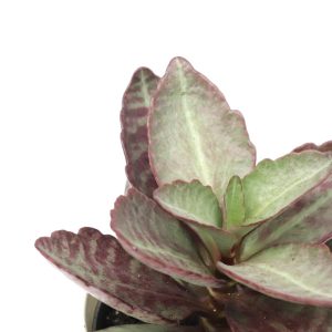 Kalanchoe humilis