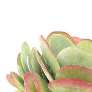 Kalanchoe thyrsiflora 'Red Lips'
