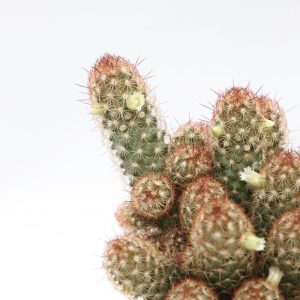 Cacto-dedo-de-dama
