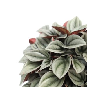 Peperomia caperata 'Napoli Nights'