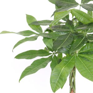 Pachira aquatica