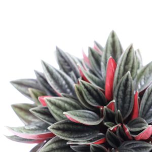 Peperomia caperata 'Rosso'