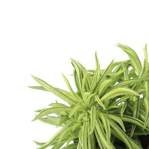 Peperomia ferreyrae 'Nevada'