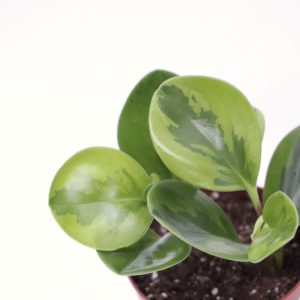 Peperomia obtusifolia 'Lime'