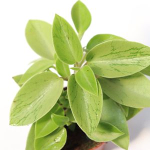 Peperomia orba 'Pixie lime'