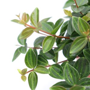 Peperomia angulata