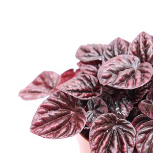 Peperomia caperata 'Luna red'