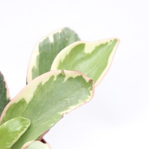 Peperomia clusiifolia 'Jelly'
