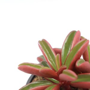 Peperomia graveolens 'Ruby'