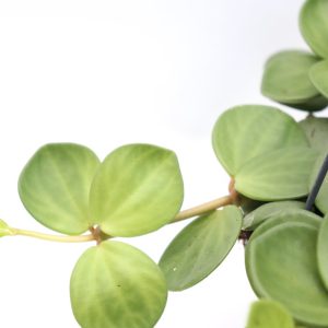 Peperomia 'Hope'