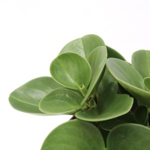 Peperomia obtusifolia
