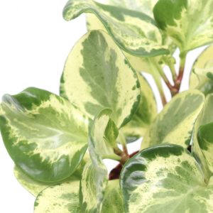 Peperomia obtusifolia 'Marble'