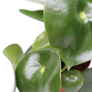 Peperomia polybotrya 'Raindrop'