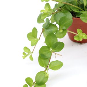 Peperomia rotundifolia