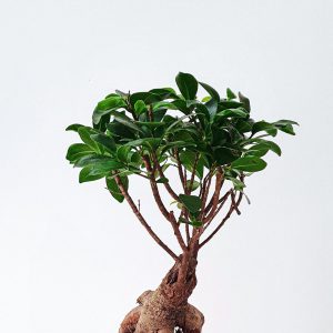 Bonsai
